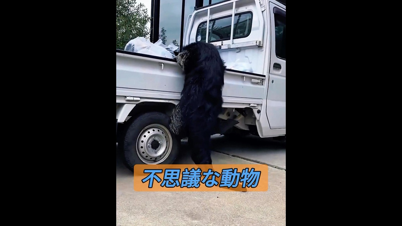 この動物はクズリですか？ #animals #動物