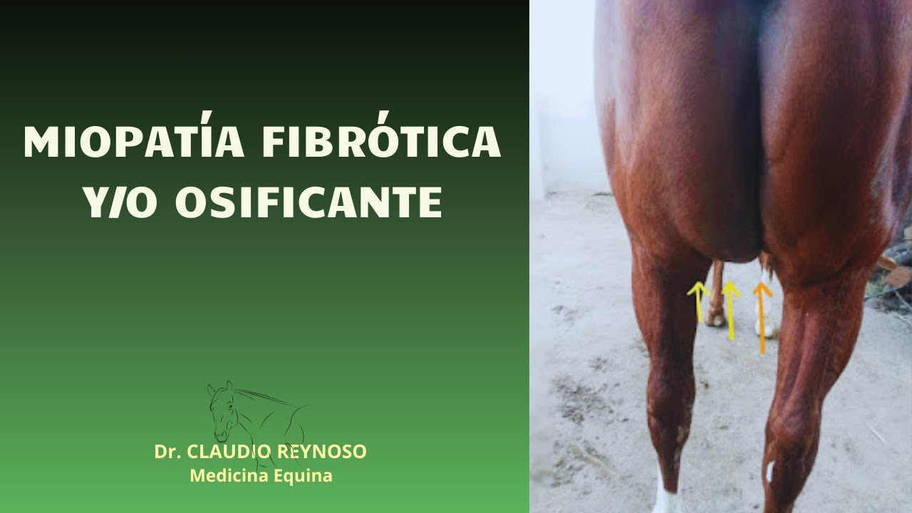 DESGARRO MUSCULAR EN CABALLOS DE ALTA VELOCIDAD