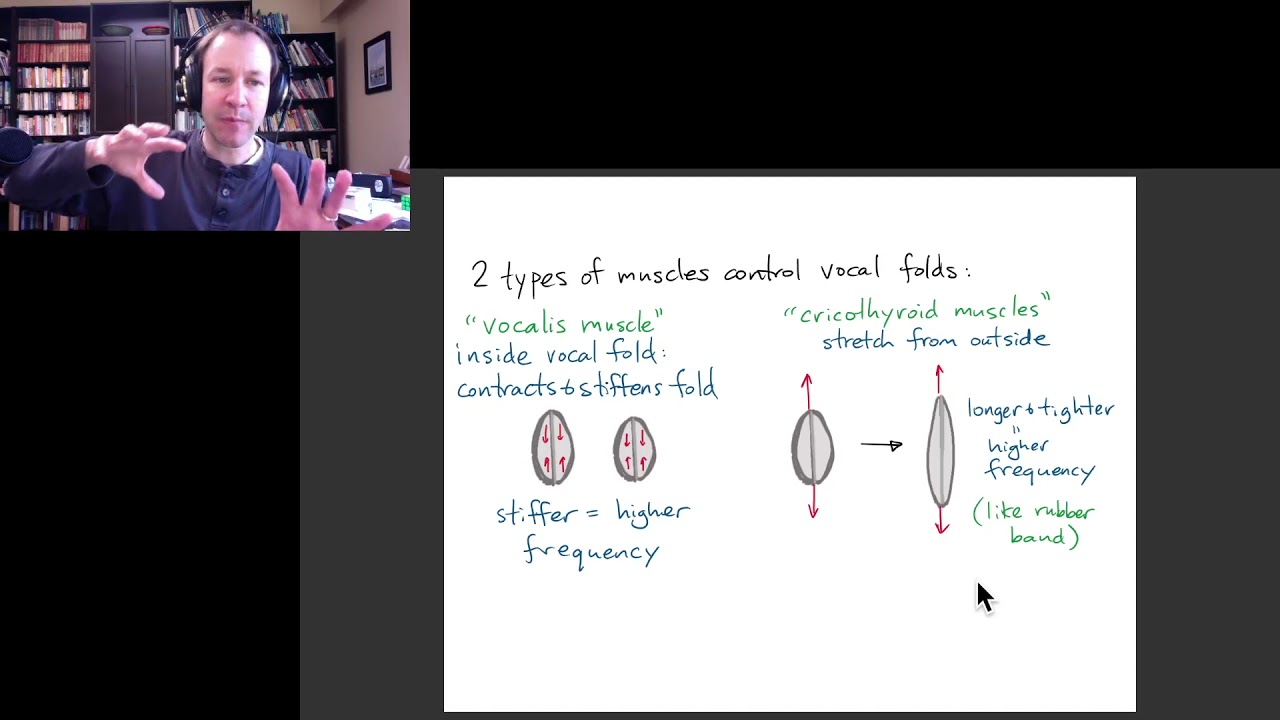 Physics of Music 56: Human voice 1: the vocal folds, modal vs falsetto