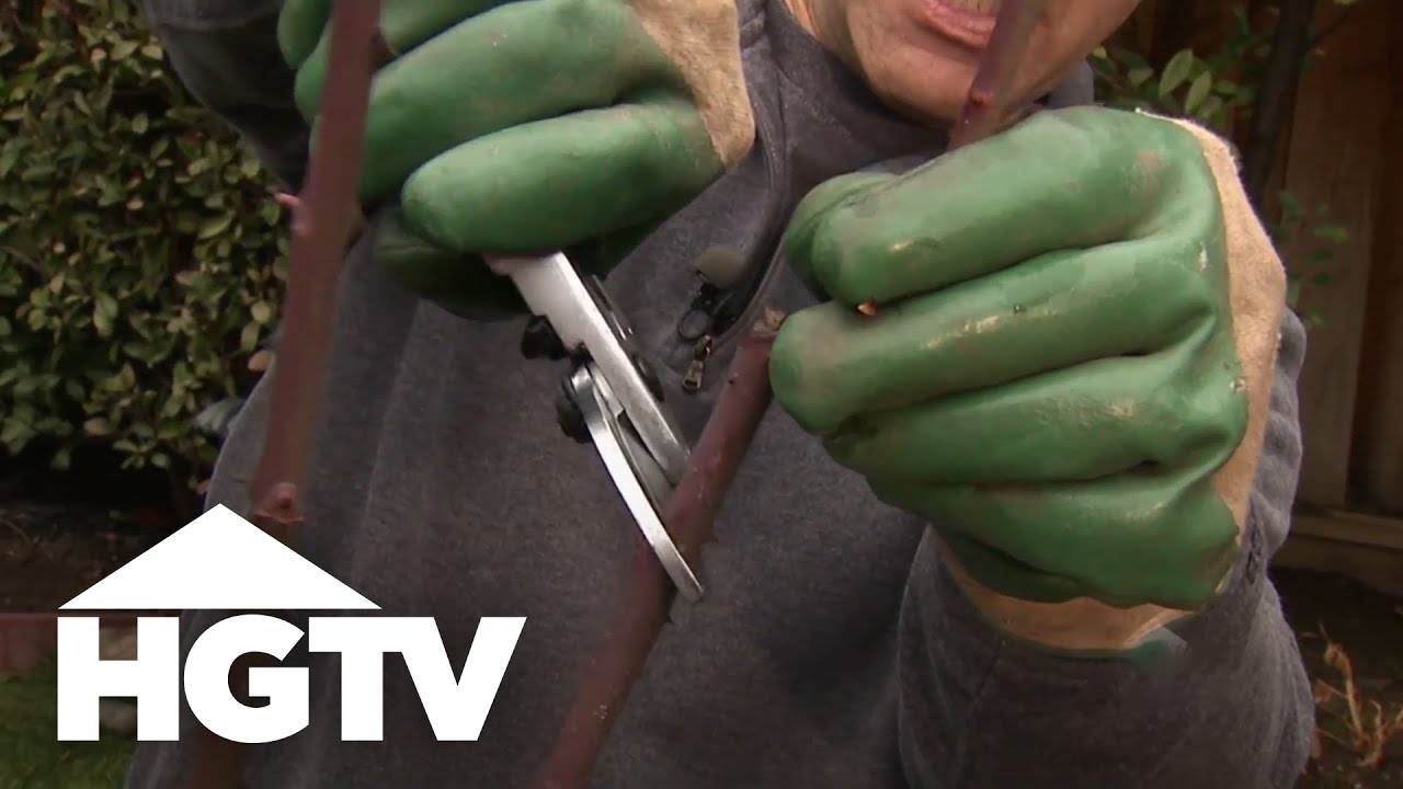 How to Prune Rose Bushes | HGTV