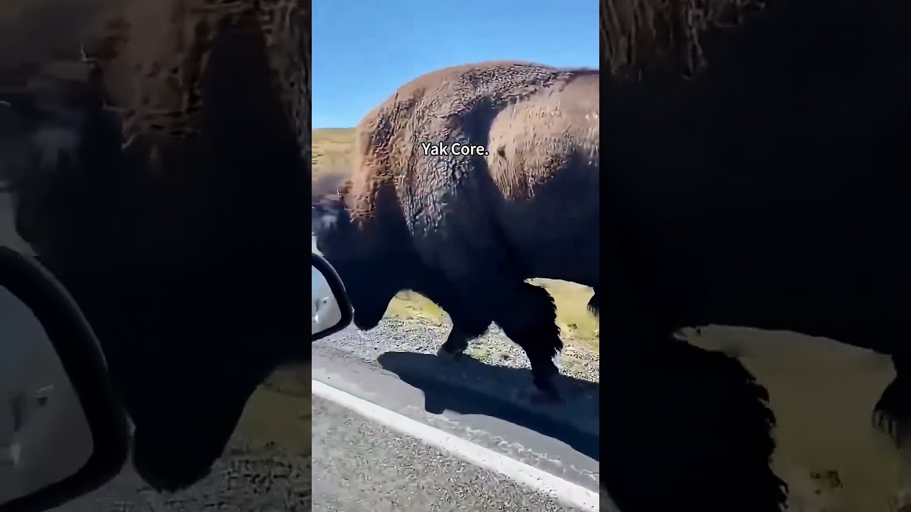 power Of A Angry yak 💀🔥।                     