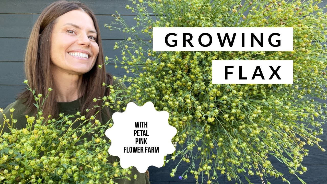 Выращивание льна на ферме Petal Pink Flower Farm