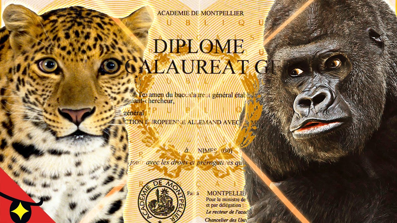Si les ANIMAUX étaient notés au BAC DE SPORT ? 🏋️‍♂️