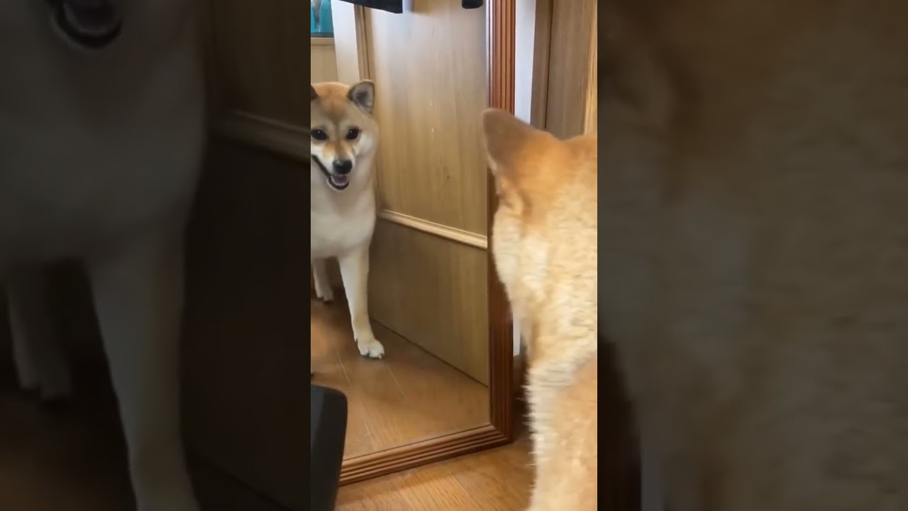 Mirror Infront of Dog | Mirror prank on animals #dog #pets #animals #shortsvideo #shorts #viral
