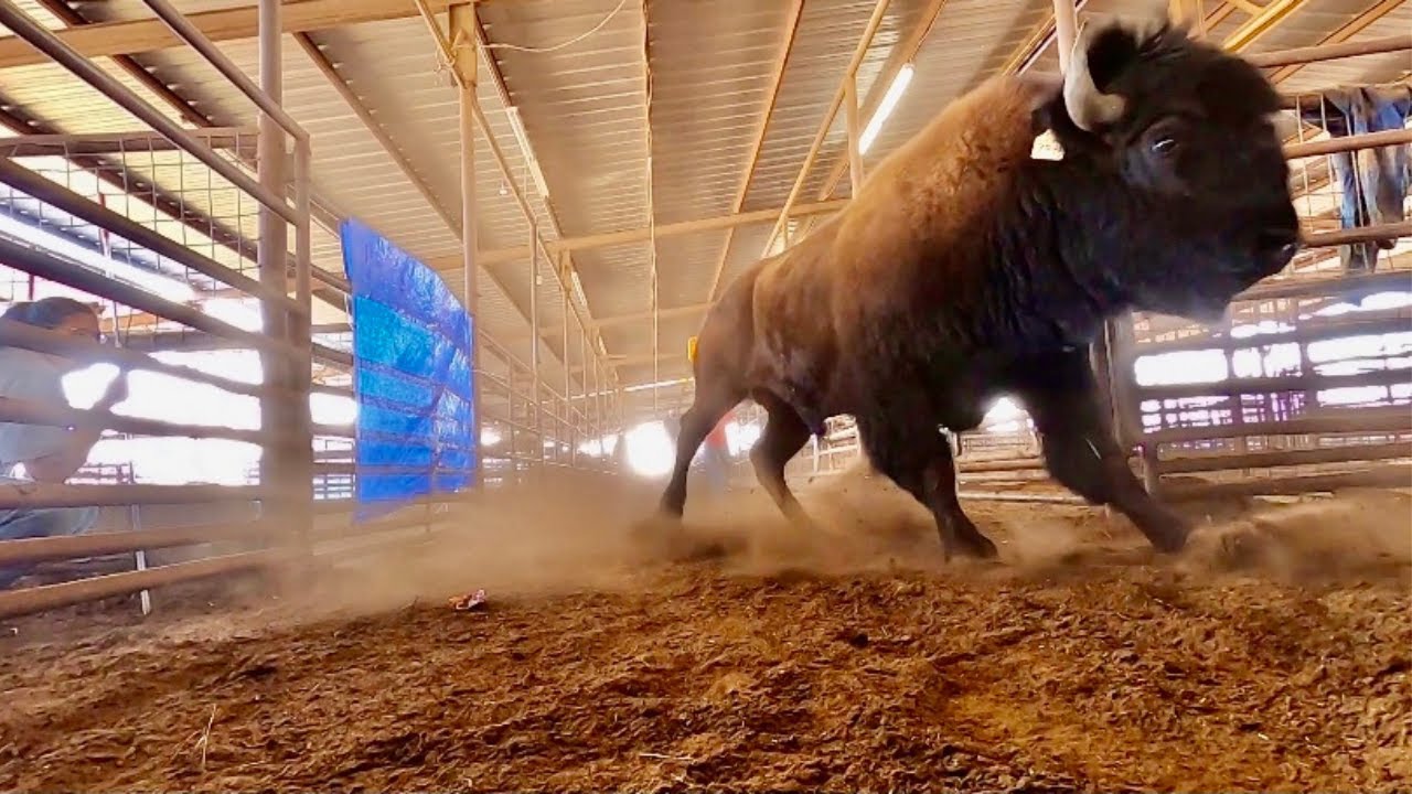 Behind the Scenes of Working A Bison Sale!