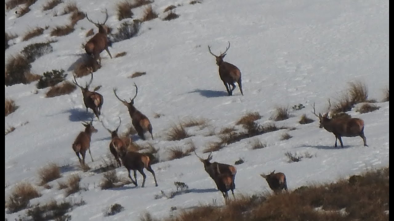 Hunting Wild Red Stags in the Snow - Public Land - New Zealand