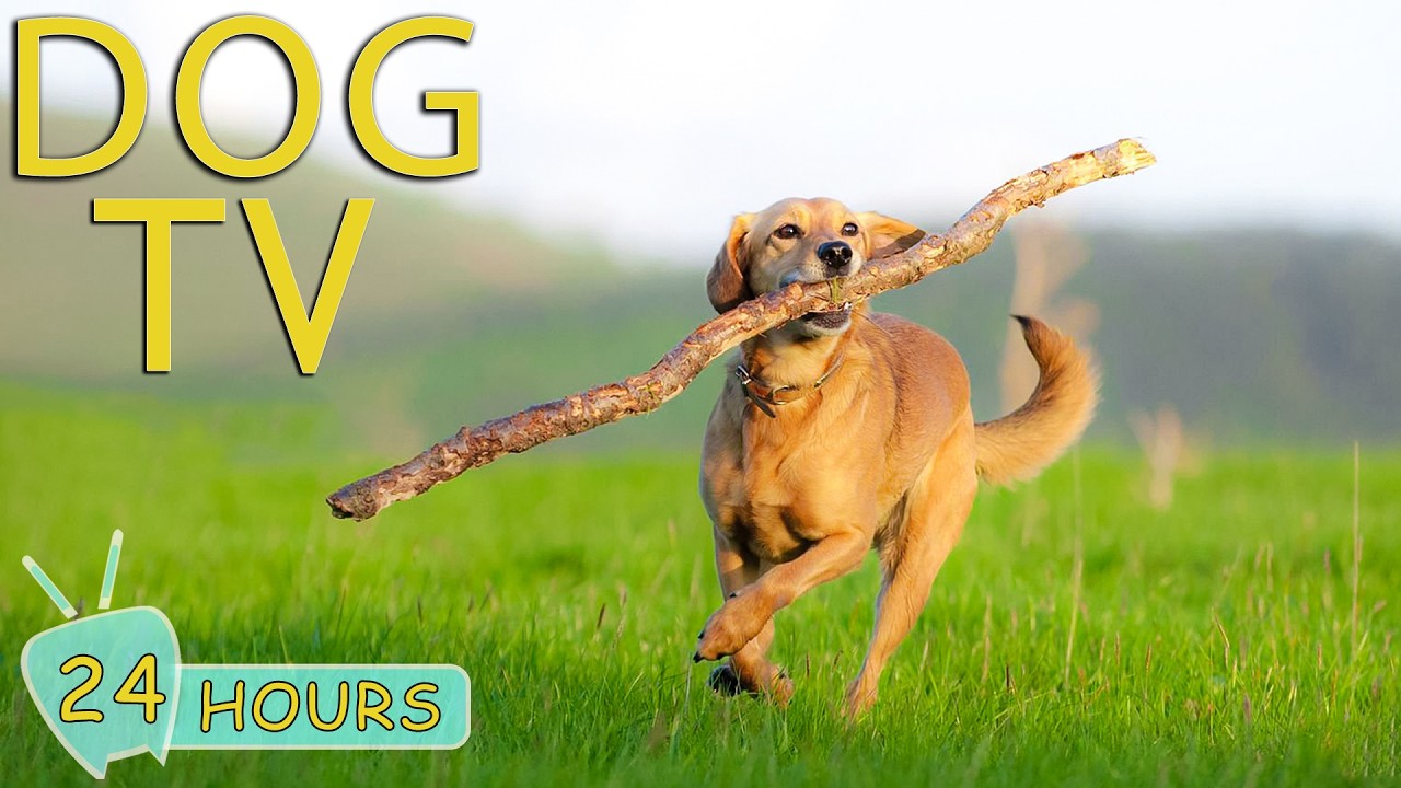 DOG TV: Best Anti-Anxiety Videos for Dogs with Relaxing Music - All-Day Entertain Music for Dogs