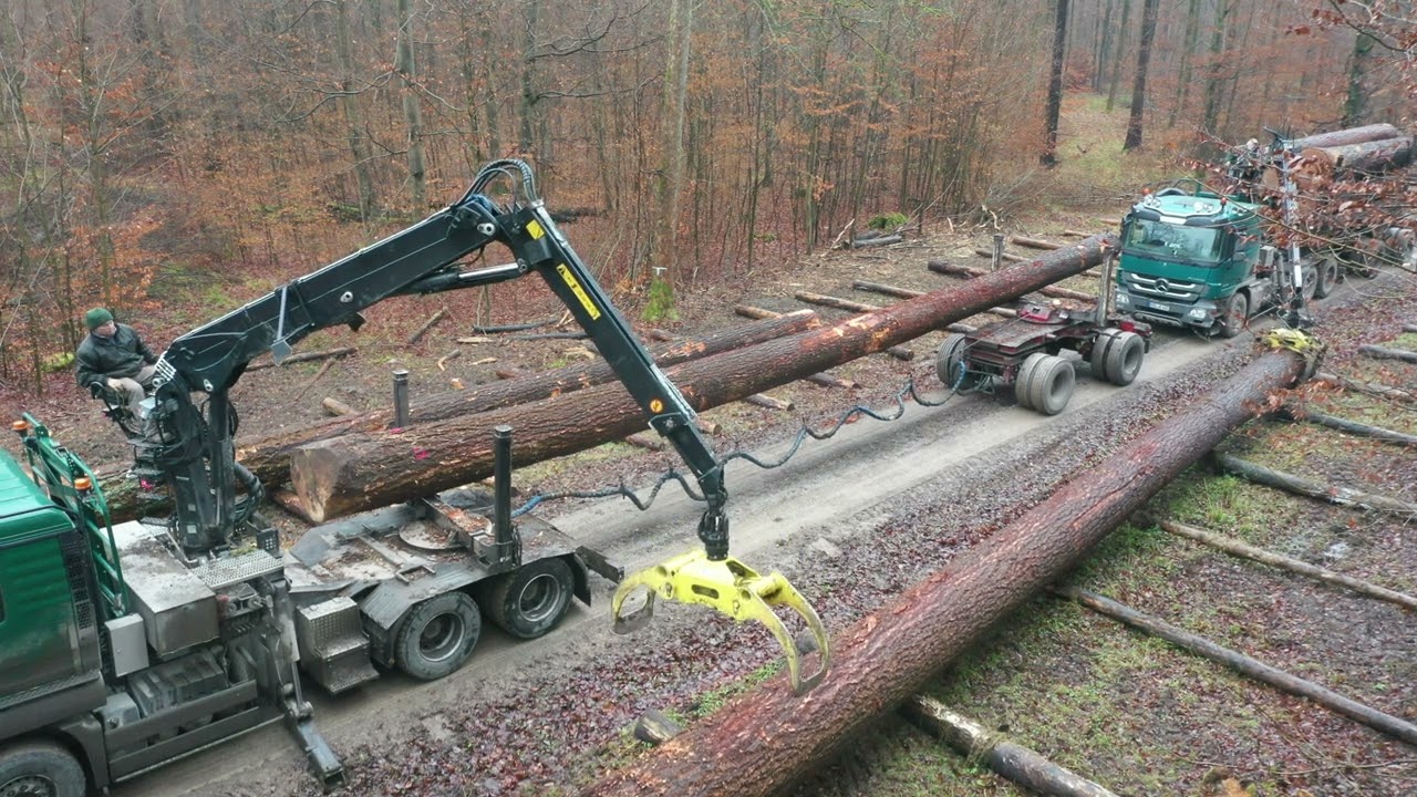 Dicke Dinger: 10-Festmeter-Mega-Douglasie wird abgeladen