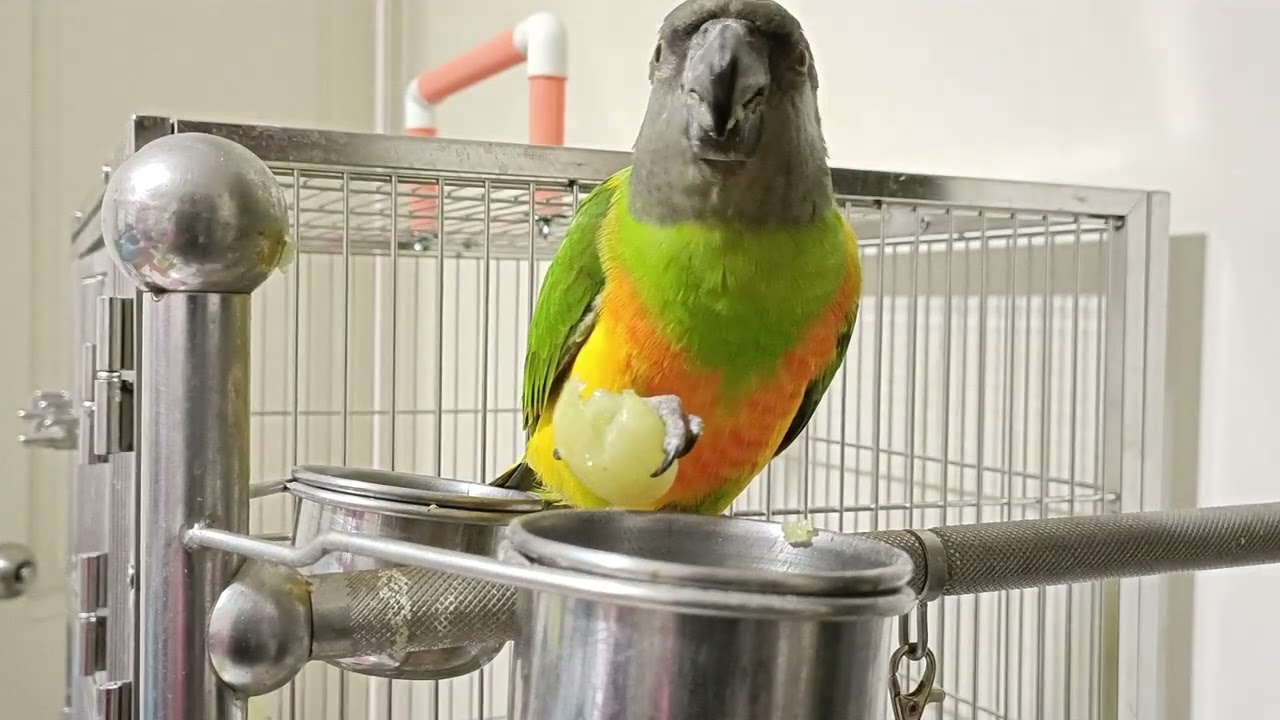 塞內加爾鸚鵡阿寶吃葡萄，很開心Senegal papağanı Abao üzüm yiyor, çok mut#shorts #動物#寵物#鳥#鸚鵡#parrot #pet