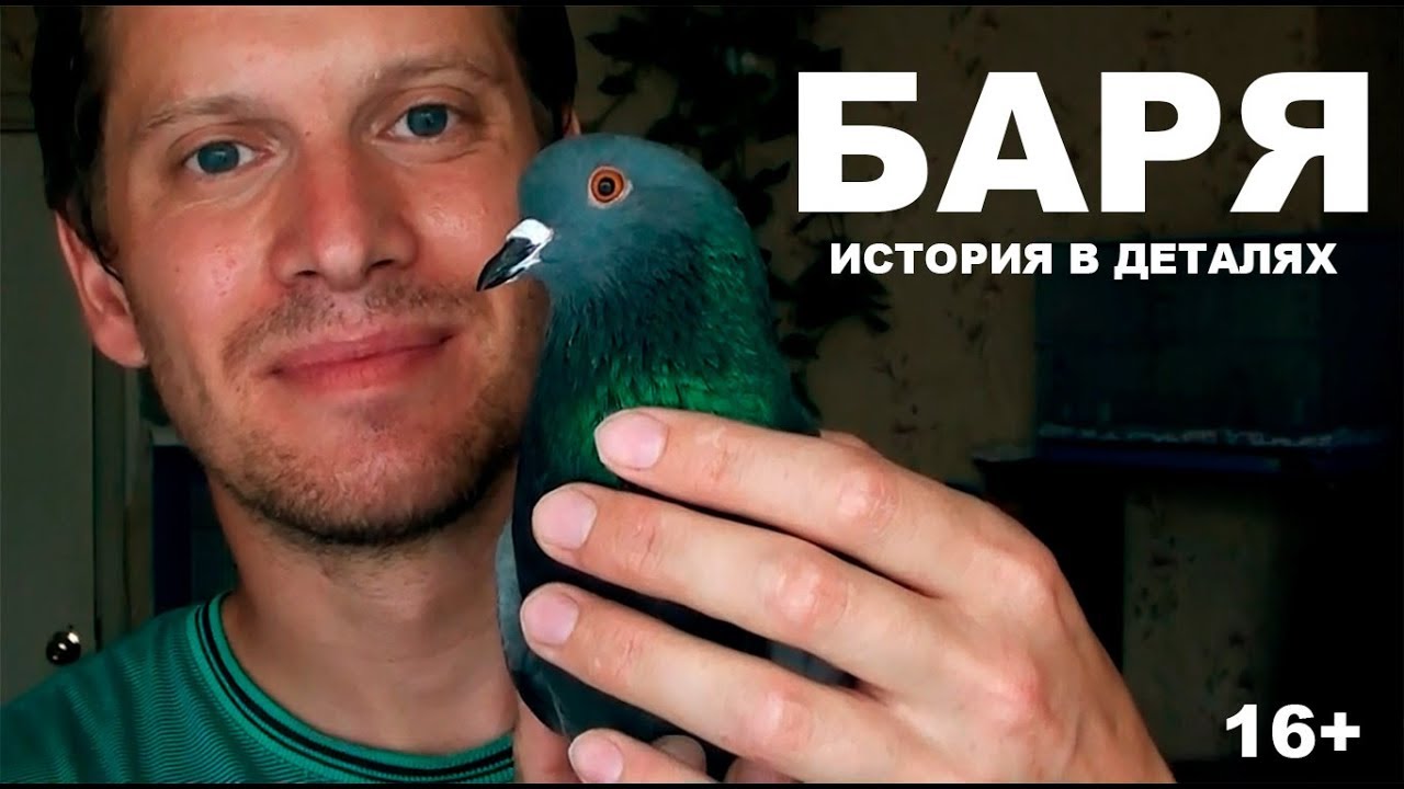 Голубь Баря. История в деталях (16+)