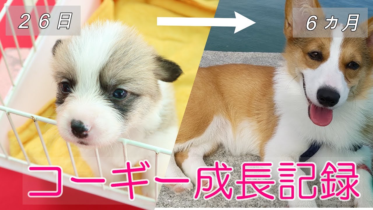 【コーギー子犬】ななちゃん６ヵ月までの成長記録