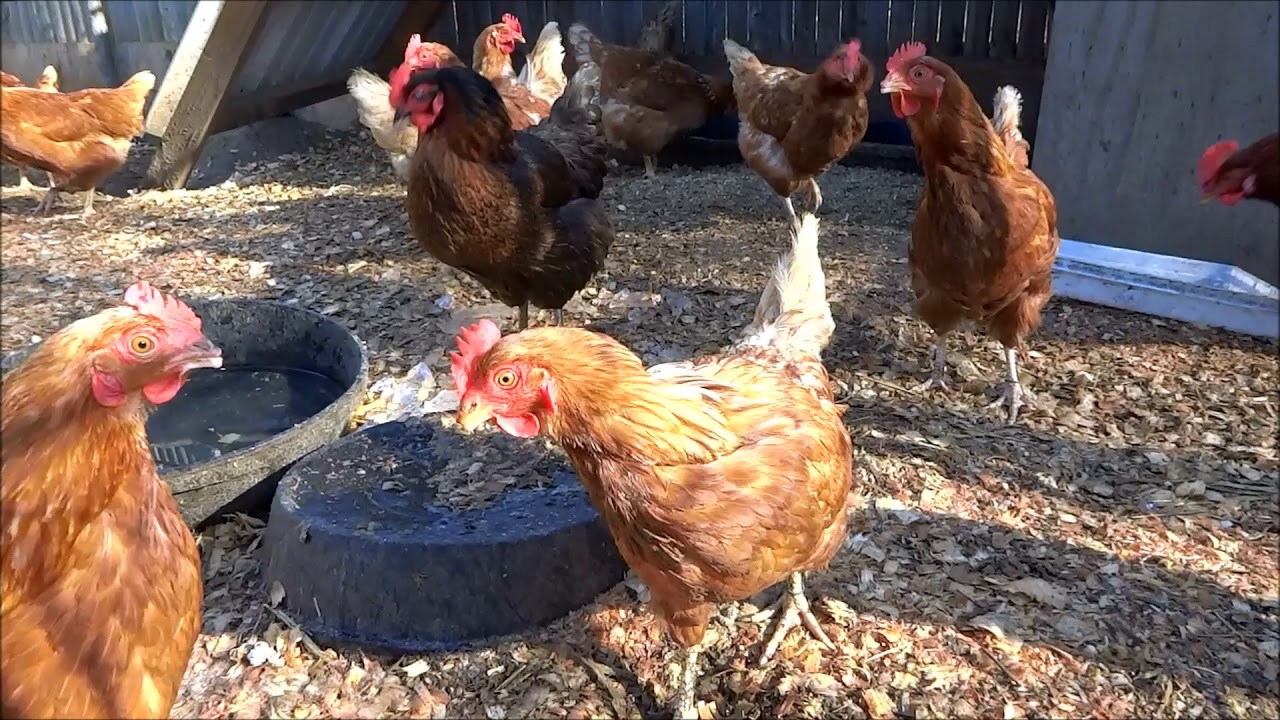 mud / muck problem in chicken runs