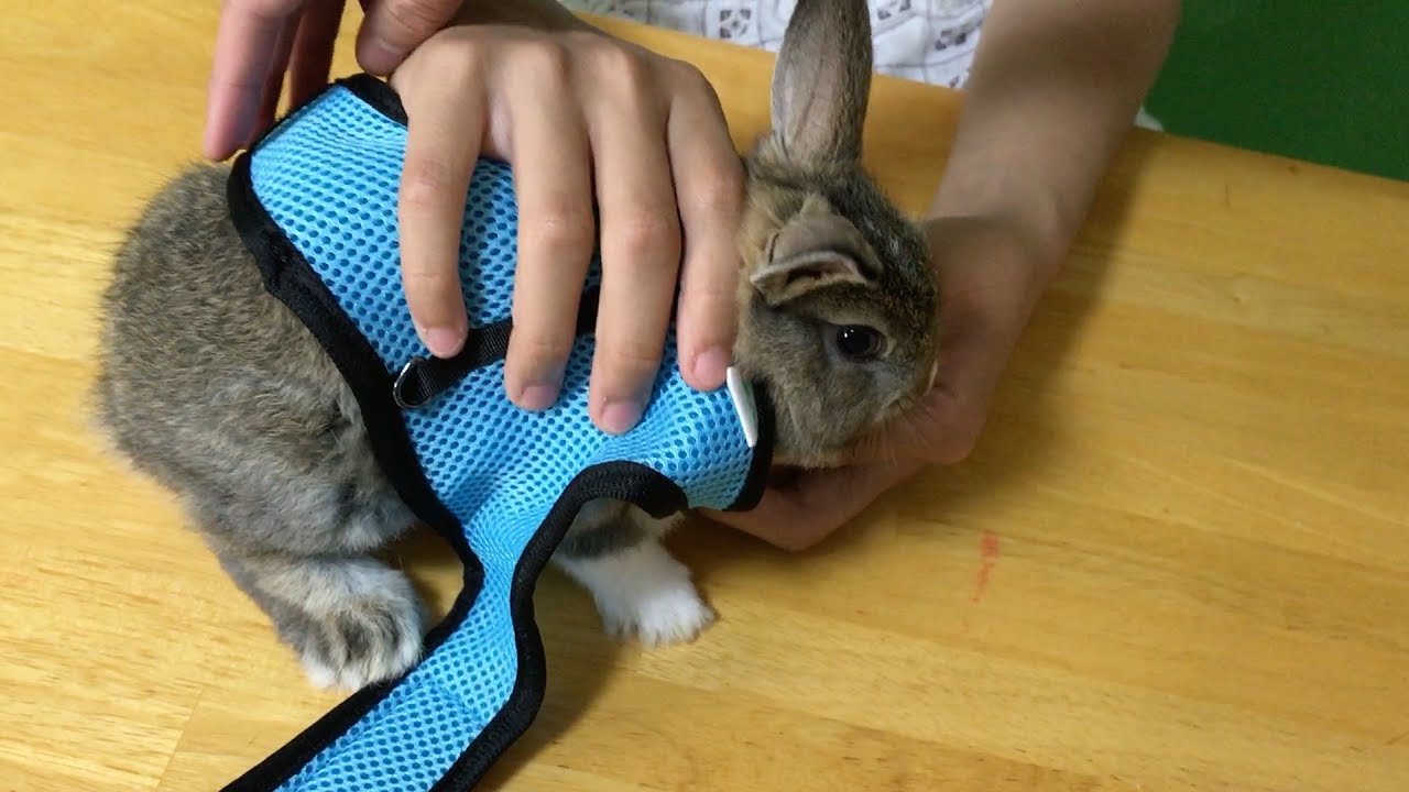 Bunny Leash Fail