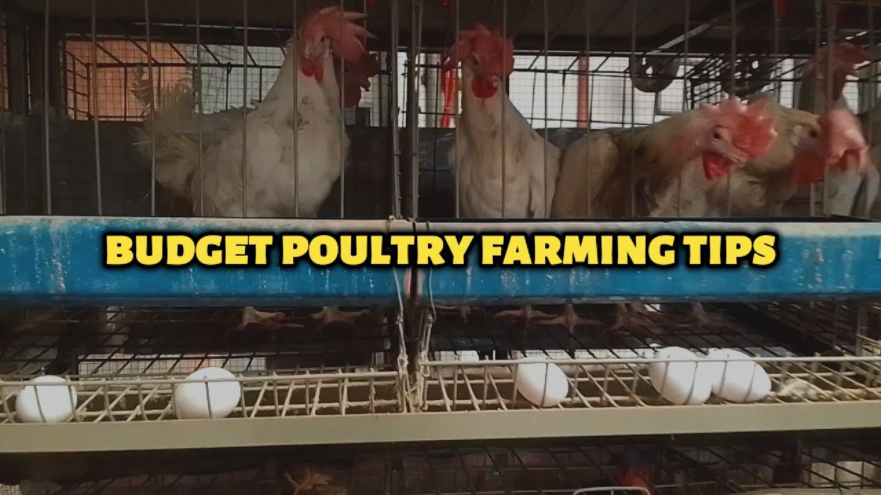 Budget Poultry Farming Tips