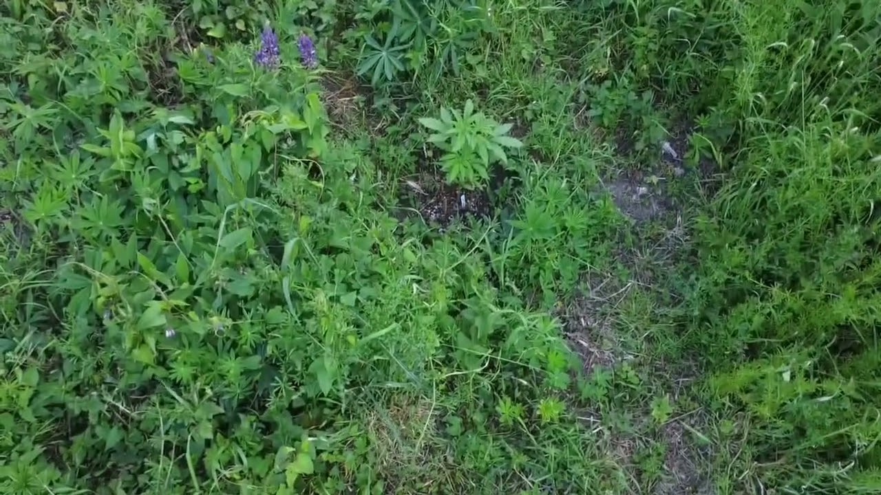 💥🍁 UK guerilla grow week 8 pt1 (guerilla airways edition) #reepwhatyousow #420 #fyp