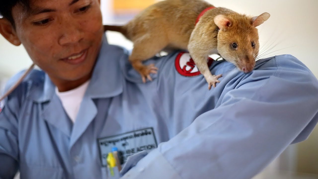 小兵立大功：掃雷英雄鼠