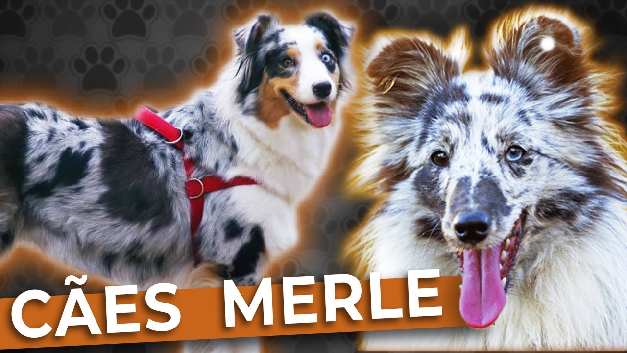 6 Raças de cães que possuem a COR MERLE + informações sobre essa cor tão linda! 