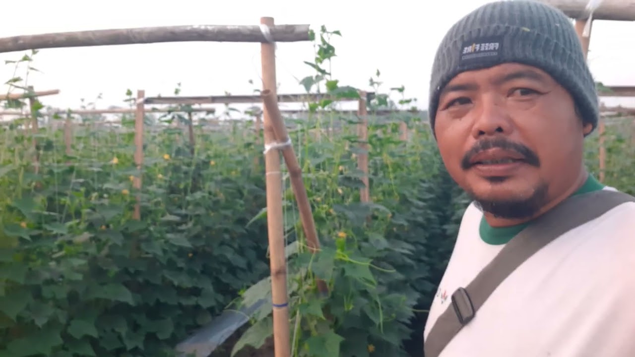 cara mudah tanam metimun yg lg viral