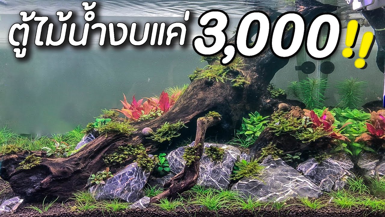 งบแค่ 3,000 จัดตู้ไม้น้ำได้จริงหรือ!? | Nature : Easy scape Easy plant !