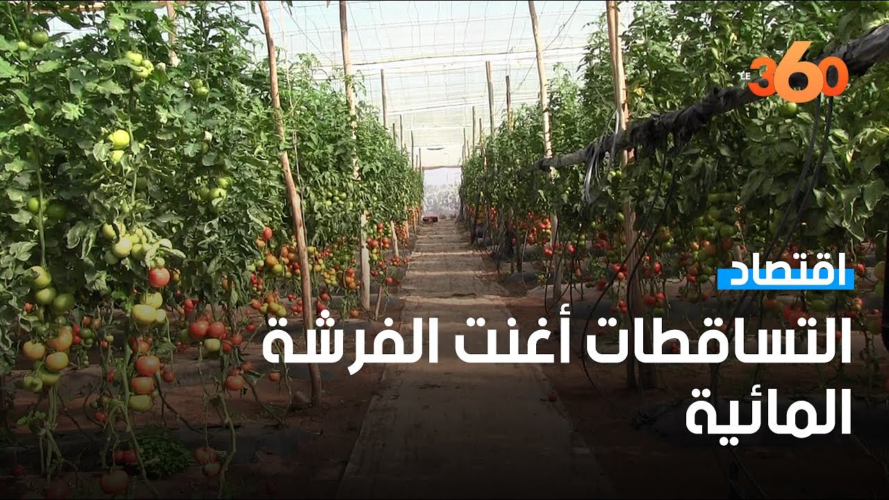 فلاحو اشتوكة يتنفسون الصعداء بعد الأمطار الأخيرة