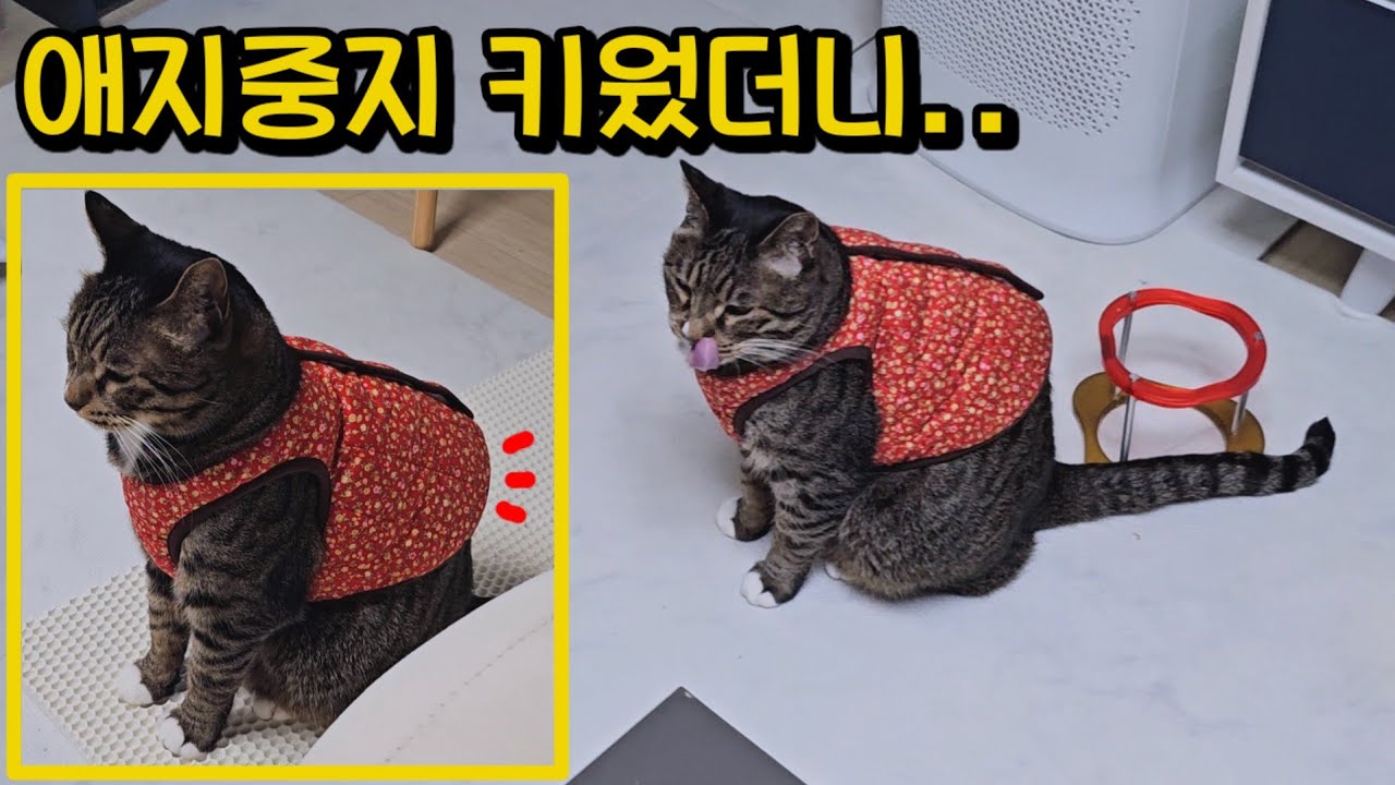 길에서 어떻게 살았던 거야? 추위타는 고양이 옷 입혔다가 깜짝 놀랐어요