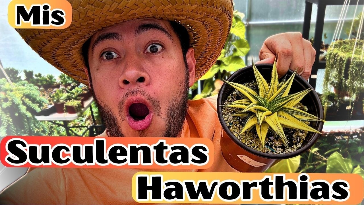 Tour Por Mi Coleccion De Suculentas Haworthias || Huerto Citadino