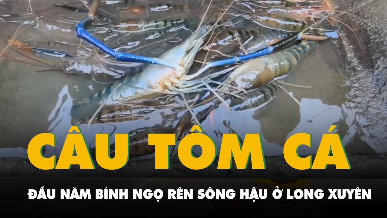 Câu tôm cá đầu năm Bính Ngọ trên sông Hậu ở Long Xuyên