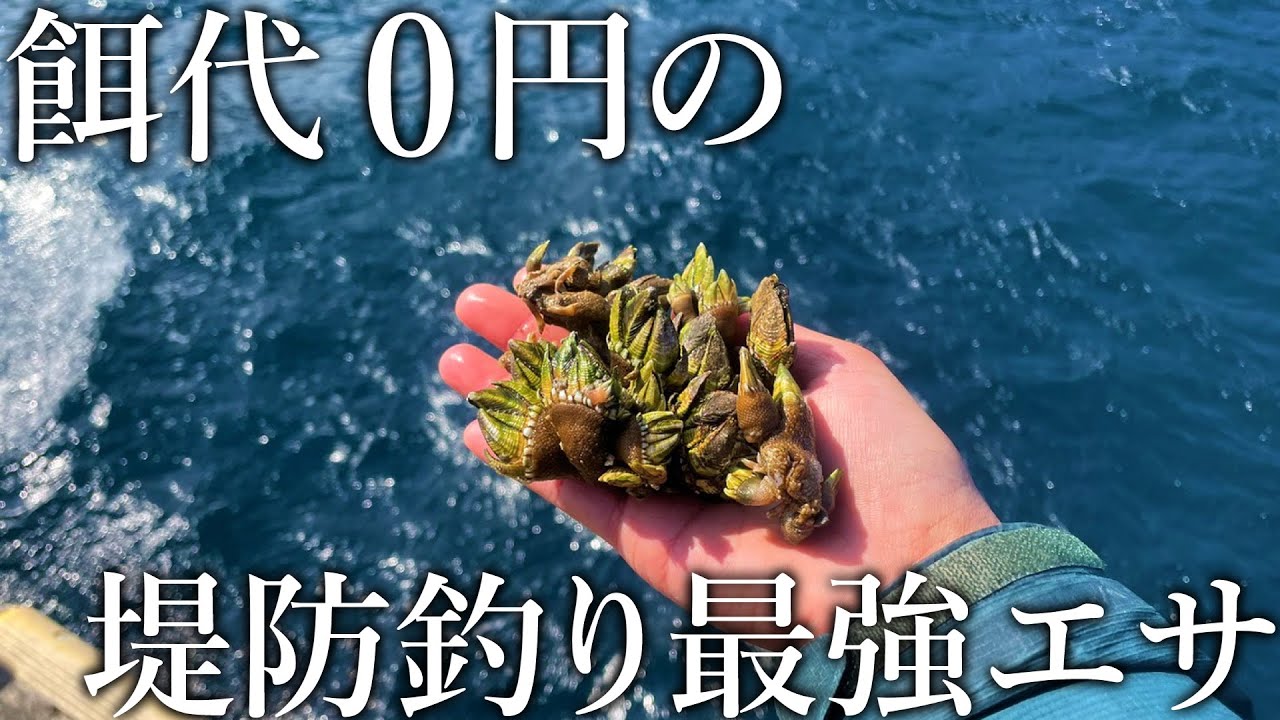 【餌代0円】漁港で採取したカメノテが高級魚や超大物まで釣れる最強の釣りエサでした！