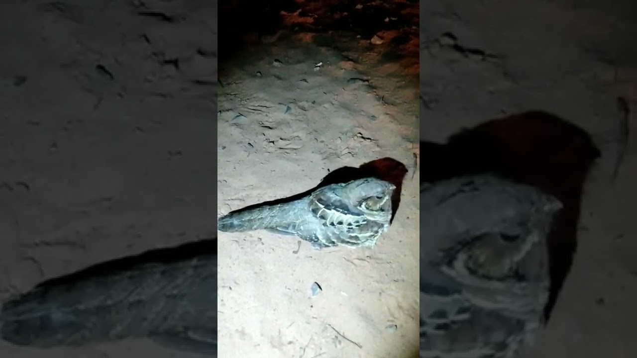 Curiango - o p&aacute;ssaro noturno que gosta de ficar na estrada 🐦