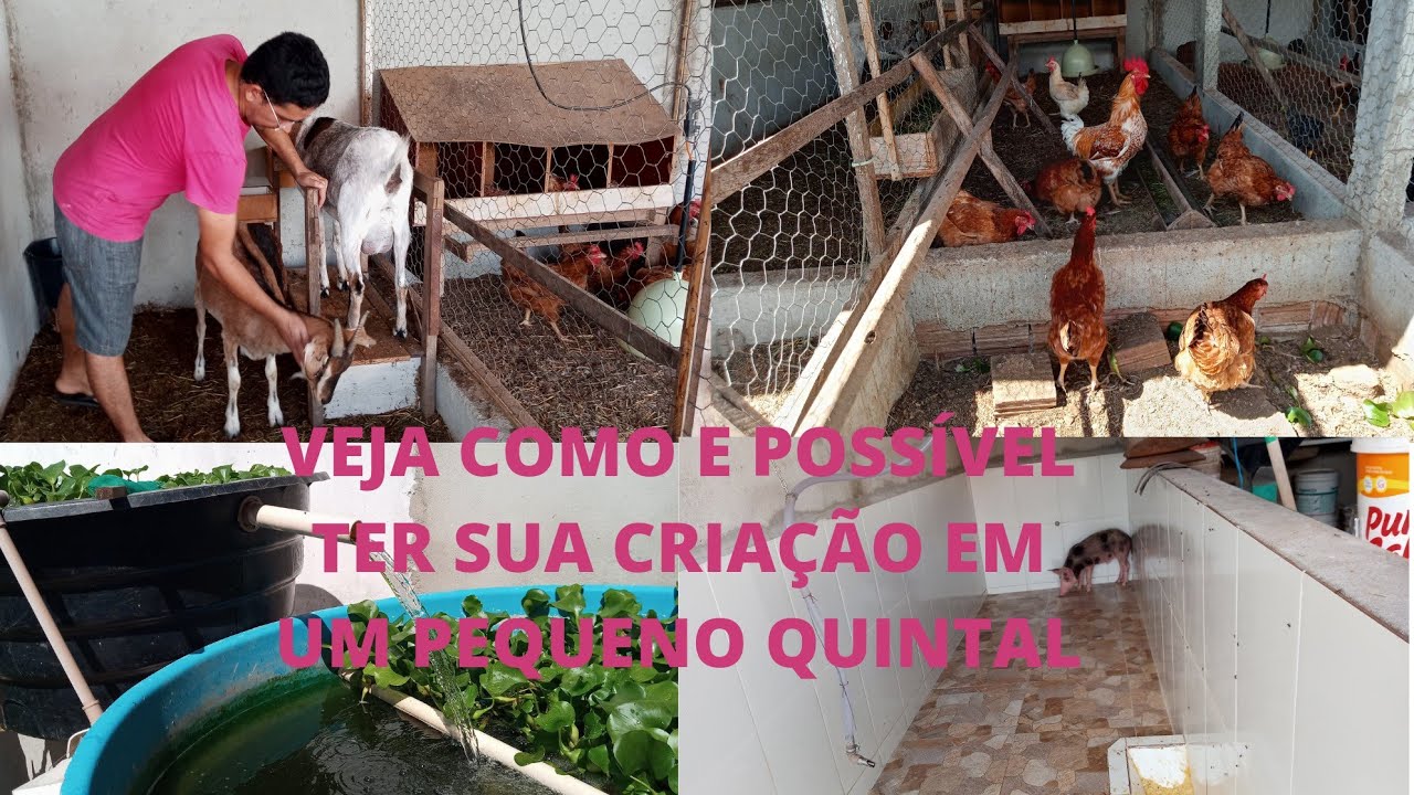 VEJA A CRIATIVIDADE DESSE HOMEM PARA TER SUA CRIAÇÃO EM UM PEQUENO QUINTAL