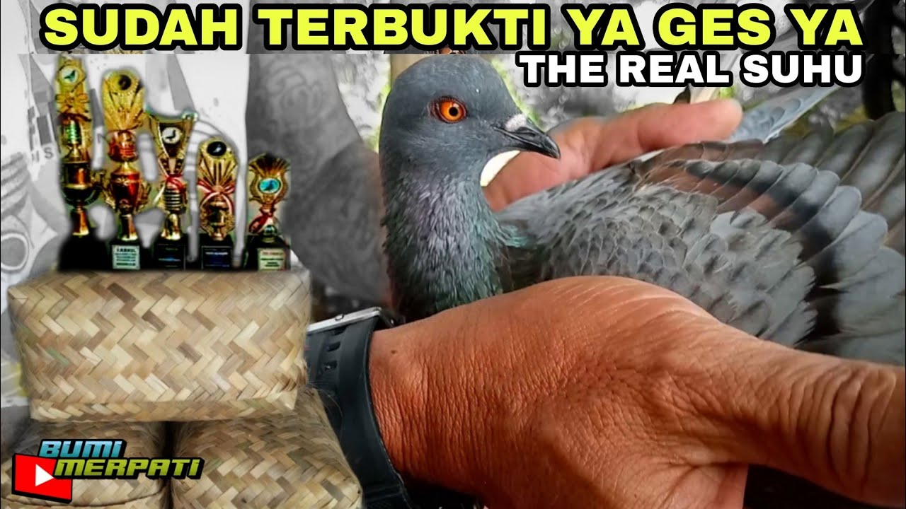 BELAJAR MERABA MERPATI PASAR YANG BERPOTENSI JUARA & LAKU MAHAL !!!