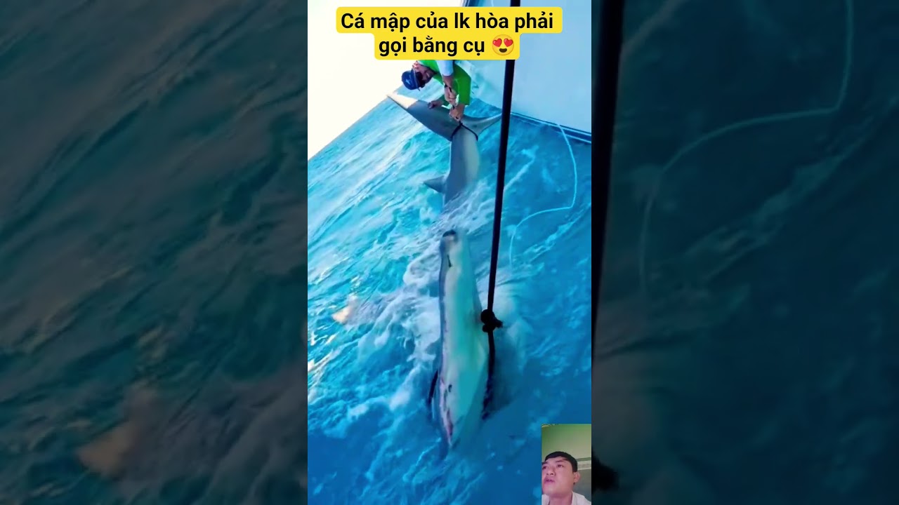 cá mập của Lk hòa phải gọi bằng cụ 