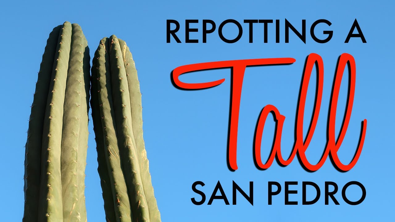 Repotting a Tall San Pedro Cactus (special technique for stability!)
