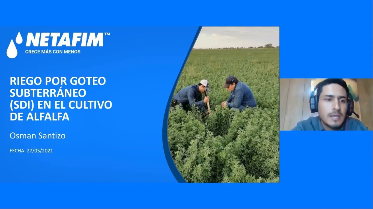 Riego por goteo subterráneo (SDI) en cultivo de Alfalfa