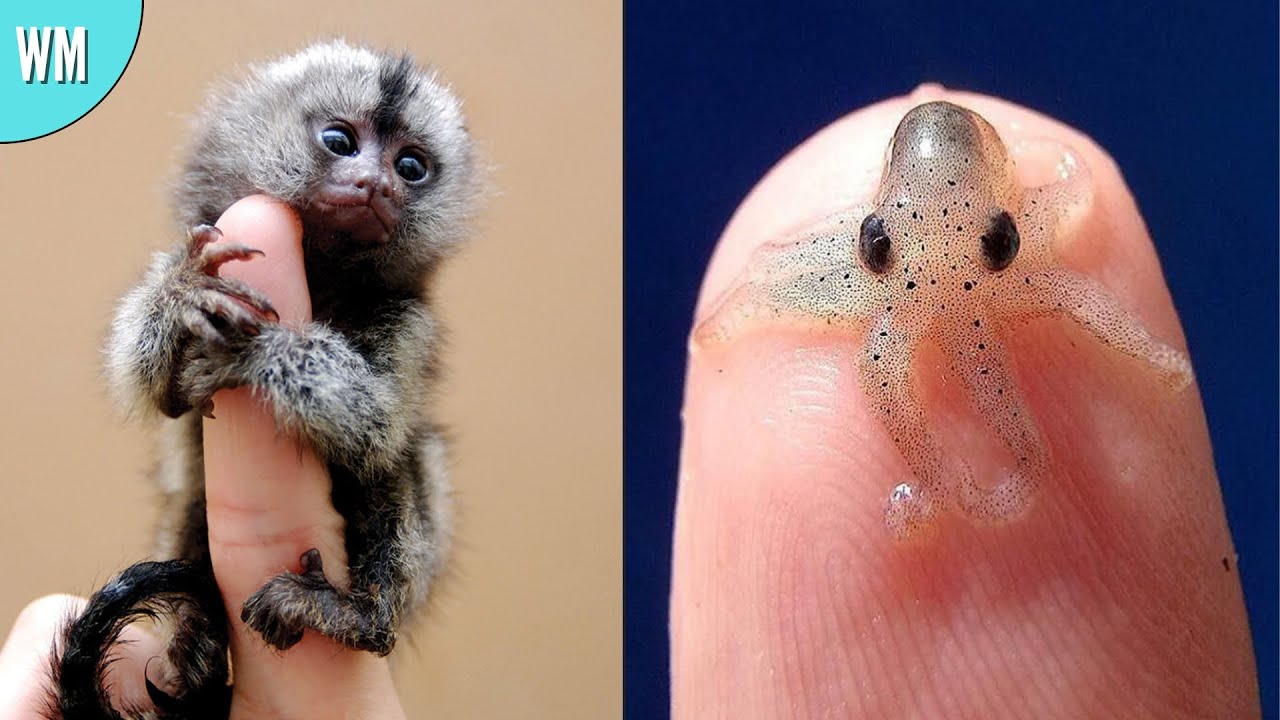 The Tiniest Animals In The World