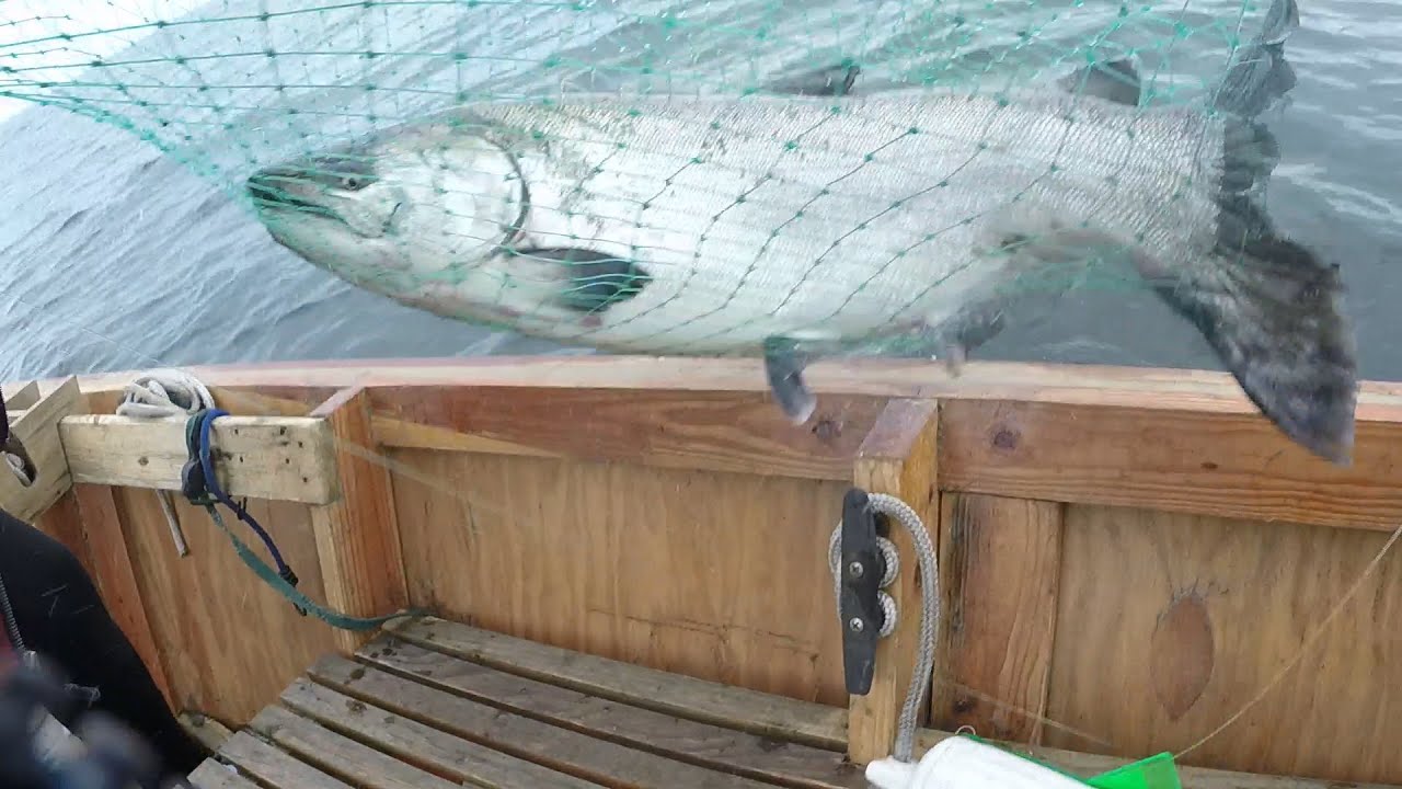 Catching Ocean Salmon in our 