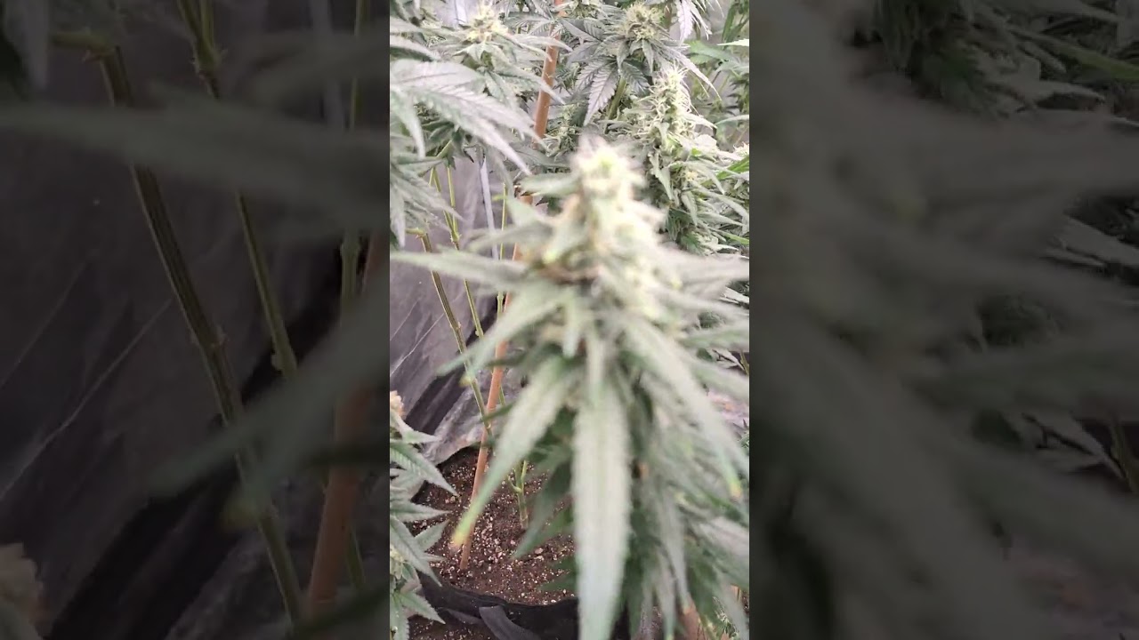 Week 6 and 7 Flower