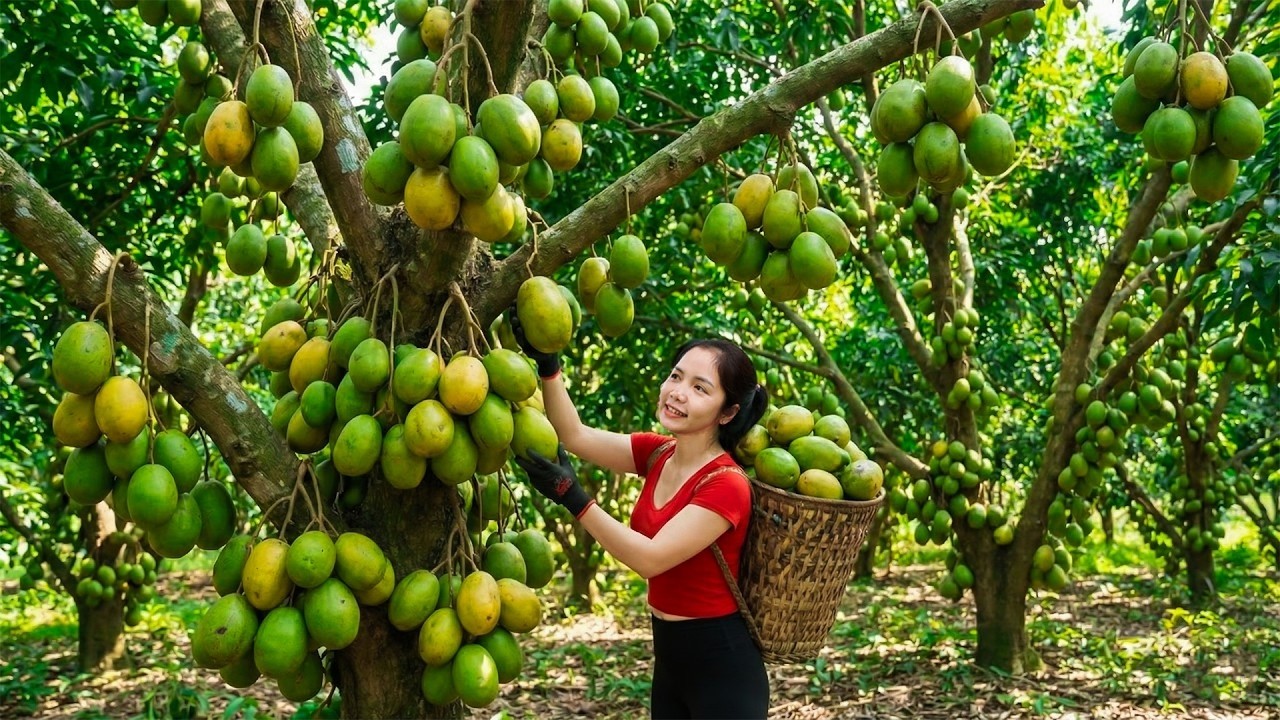 TIMELAPSE - Harvesting 1000+Kg Many Ambarella Go To Maket Sell, Delicious Ambarella Cooking