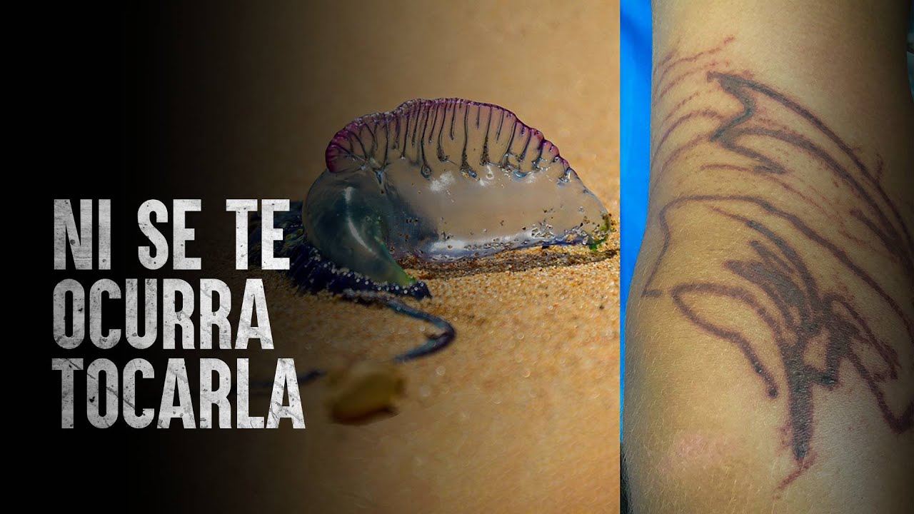 Cómo Sobrevivir el encuentro con una fragata portuguesa