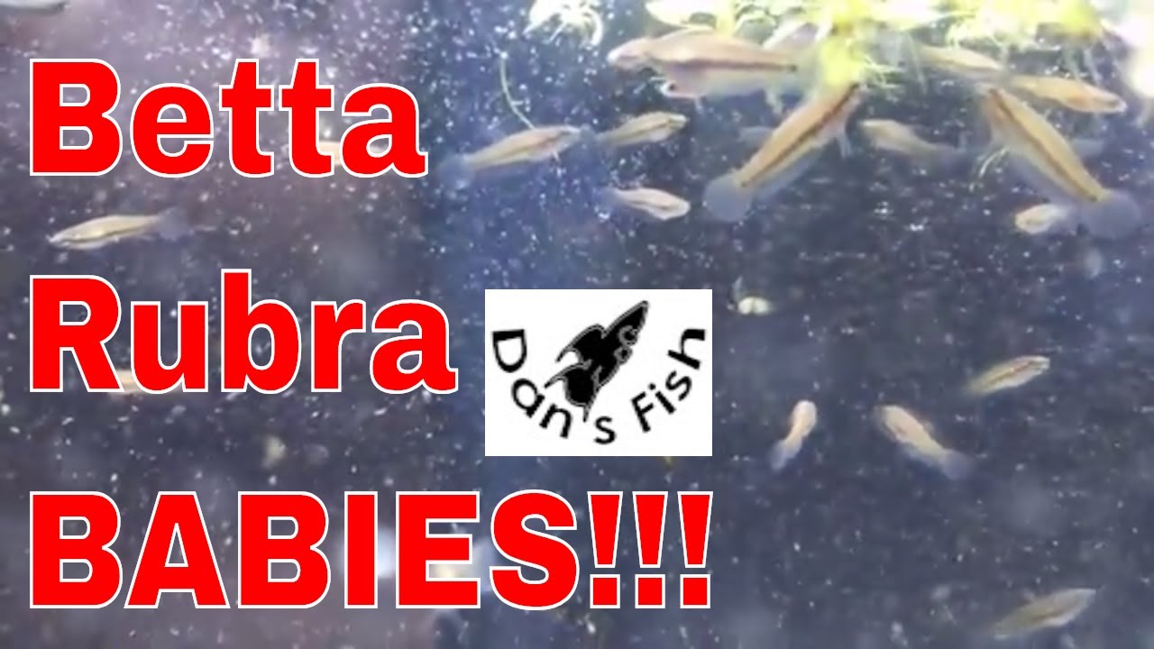 Betta rubra Fry Grow Out