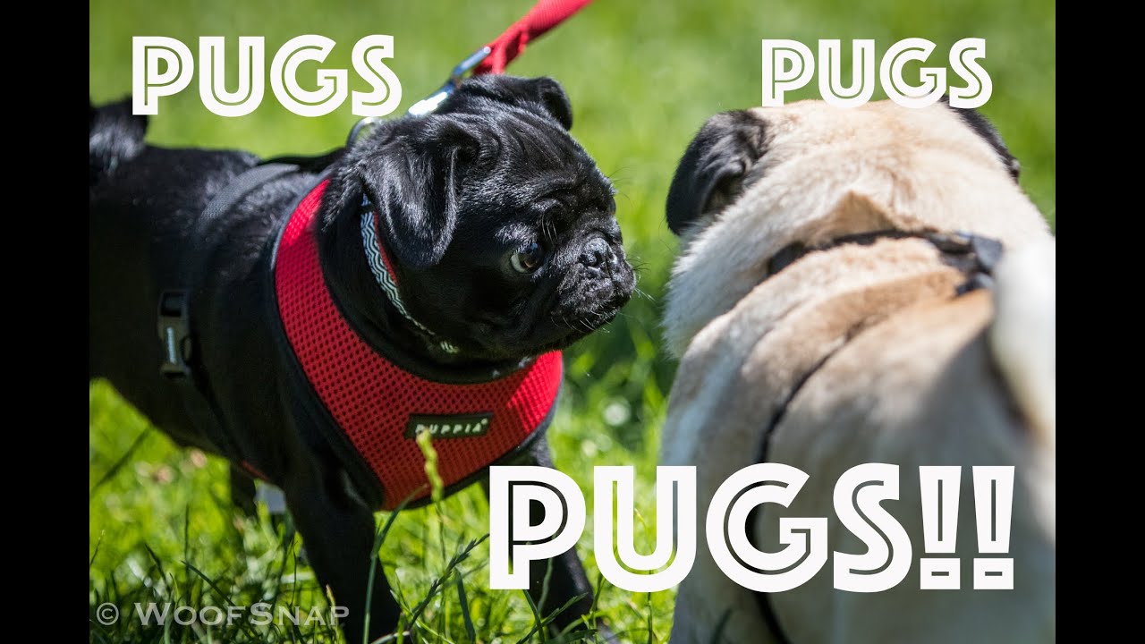 PUGS PUGS PUGS!!! London Pug MeetUp