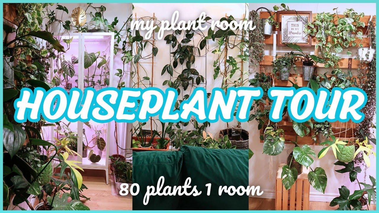 Houseplant Tour 🌿💚 all the plant in my plant room | part 1