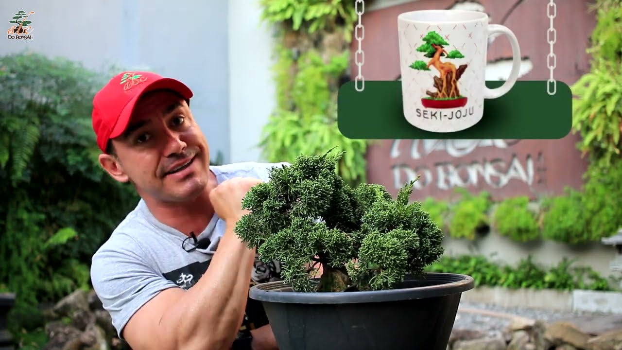 BONSAI SOBRE ROCHA - CONTINUAÇÃO