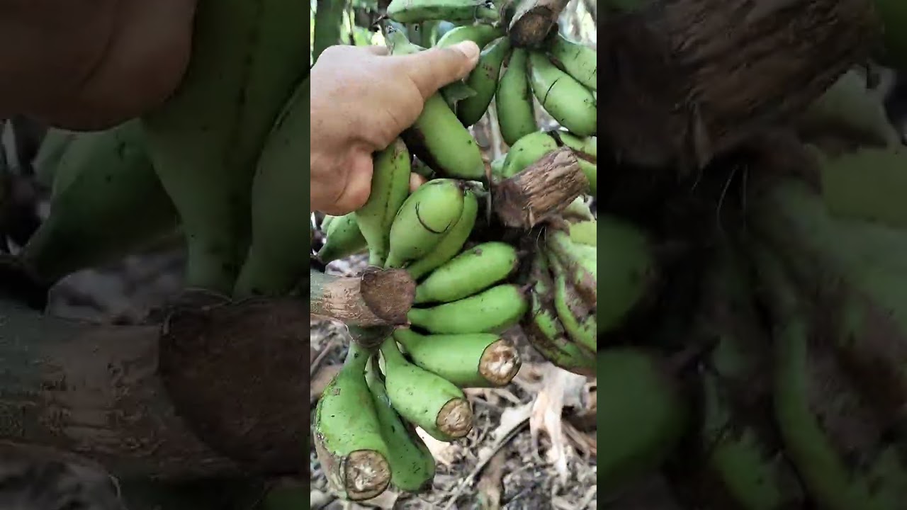 Buah pisang afkir buat pakan ternak