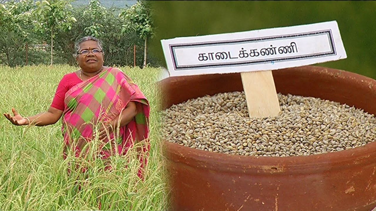 1 கிலோ 450 - 500 ரூபாய் வரை விறபனையாகும் காடைக்கண்ணி | KadaiKanni | Malarum Bhoomi
