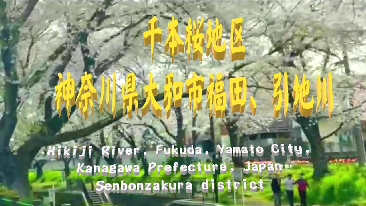 引地川・千本桜　桜並木