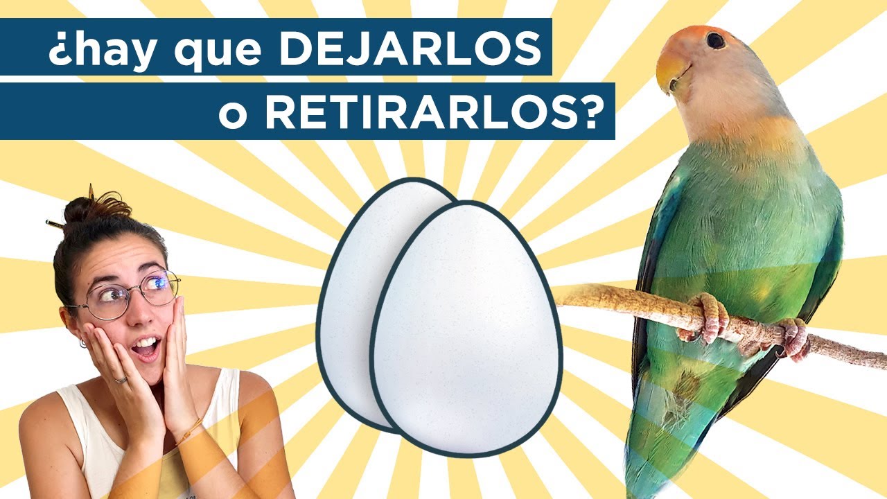 ¡¿Tu agapornis HA PUESTO HUEVOS?! 🥚😱 ESTO es lo que tienes que hacer 😉