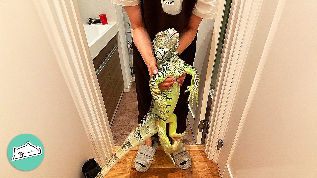 Stubborn Iguana Follows Owners To The Bathroom And Refuses To Leave  | Cuddle Buddies