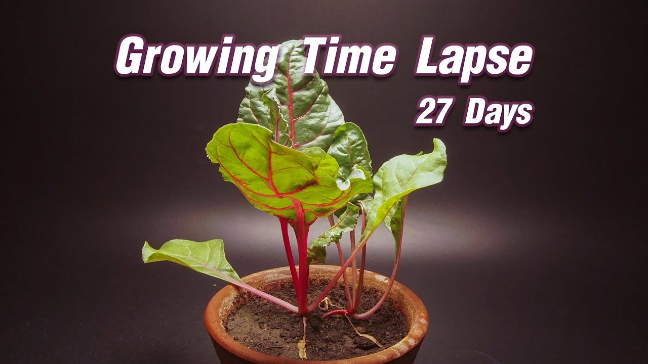 Swiss Chard Growing Time Lapse 27 Days