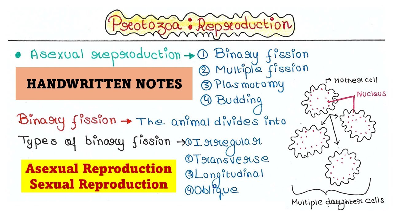 Protozoa | Reproduction | Types | Examples